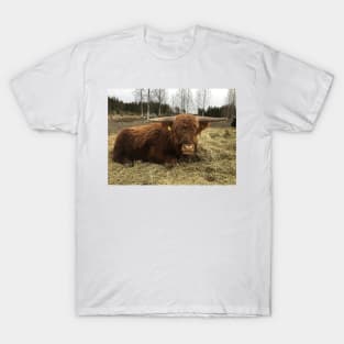 Scottish Highland Cattle Bull 2336 T-Shirt